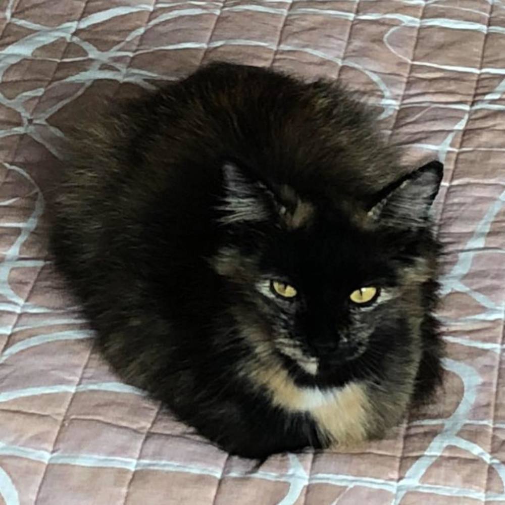 Meet your Posher, Elizabeth